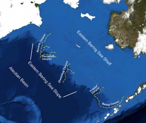 The Bering Sea, and the larger of the Bering Sea Canyons. Image courtesy of NOAA.